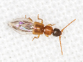 Lithocaris nigriceps